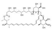 Amphotericin B  |  1397-89-3