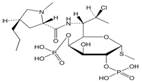 Clindamycin Phosphate EP Impurity I ;Clindamycin 2,4-Bisphosphate ; Methyl 7-chloro-6,7,8-trideoxy-6-[[[(2S,4R)-1-methyl-4-propyl-2-pyrrolidinyl] carbonyl]amino]-1-thio-L-threo-α-D-galacto-octopyranoside 2,4-bis(dihydrogen phosphate) | 1309048-48-3