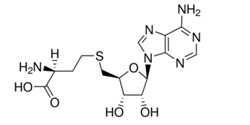 S-Adenosyl-L-Homocysteine (SAH) Impurity ; 5′-Deoxy-S-adenosyl-L-homocysteine, AdoHcy, S-(5′-Adenosyl)-L-homocysteine, S-(5′-Deoxyadenosine-5′)-L-homocysteine | 979-92-0